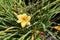 Lemon yellow Daylily (Hemerocallis lilioasphodelus) flowers : (pix Sanjiv Shukla)