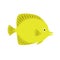 Lemon yellow fish. bright ocean fish