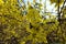 Lemon yellow flowers of forsythia in March