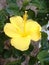 Lemon yellow hibiscus flower