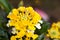 Lemon yellow Lantana flower