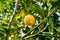 Lemon, yellow one, ripen and grow on branches on tree among green leaves