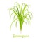 Lemongrass or Cymbopogon or Citronella grass. culinary herb