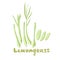 Lemongrass or Cymbopogon or Citronella grass. Culinary herb, Asian ingredient. Lemongrass herb vector illustration