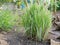 Lemongrass growing healthily on the ground in the garden / backyard