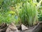 Lemongrass growing healthily on the ground in the garden / backyard