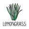 Lemongrass, hand-drawn doodle-style element. Logo and emblem packaging design template - spices - lemongrass. Logo in a