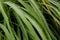 Lemongrass herb plant with dew in garden