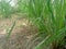 Lemongrass herbal plant planted in the yard