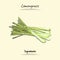 Lemongrass Illustration Used Ingredients For Cooking Some Food, Sketch & Vector Style