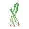 lemongrass isolated illustration