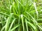 Lemongrass or Lapine or West Indian were planted on the ground