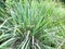 Lemongrass or Lapine or West Indian were planted on the ground