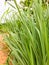 Lemongrass or Lapine or West Indian were planted on the ground. It is a shrub, its leaves are long and slender green