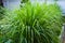 Lemongrass or Lapine or West Indian were planted on the ground. It is a shrub, its leaves are long and slender green