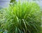 Lemongrass or Lapine or West Indian were planted on the ground. It is a shrub, its leaves are long and slender green