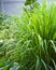 Lemongrass or Lapine or West Indian were planted on the ground. It is a shrub, its leaves are long and slender green