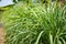 Lemongrass or Lapine or West Indian were planted on the ground. It is a shrub, its leaves are long and slender green. It is a shru