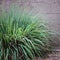 Lemongrass lemon grass bush plant foliage gardening herbal tea flavor