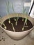 Lemongrass plant