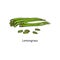 Lemongrass plant drawing - fresh green herb stem pile whole and sliced