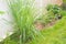 Lemongrass plant and leaves in garden