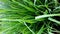 Lemongrass plant, small leaves - flat, elongated - rough - pointed tips - green