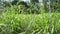 Lemongrass Plants in the Garden, Africa, Zanzibar.