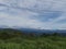 Lemongrass plants in the interior of central Aceh, Indonesia