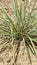 Lemongrass tree plant tanaman sereh