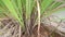 Lemongrass tree plants