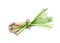 Lemongrass watercolor illustration. Hand drawn citronella spicy herb. Bunch of raw organic lemongrass on white background.