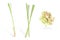 Lemongrass white isolated background,closeup