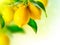 lemons pictures