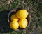 Lemons in a bowl in the open air