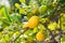 Lemons on a branch at agricultural field in Spain