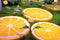 Lemons in Citrovia, interactive, outdoor fantastical citrus garden
