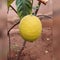 Lemons fruit nature, like, photo