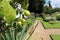 Lemons in the garden, Birmingham , England