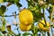 Lemons growing in the sun