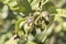 Lemons growing on the tree in spring