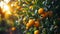 Lemons Hanging on a Lemon tree