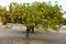 Lemons hanging from a tree in a lemon grove