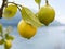 Lemons on a lemon tree in the Botanical garden of Brissago Islands, Ticino, Switzerland