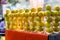 Lemons placed in glasses on a street cart serving lemonade