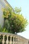 Lemons plant on home balcony. Cultivation of citrus fruits in a