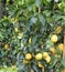 lemons on the plants with leaves in the citrus garden