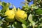 Lemons ripen under the Spanish sun