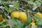 Lemons with snow in the garden