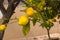 Lemons well yellow on the branch of a lemon tree on the island o